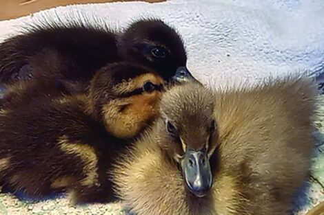 Three ducklings of different breeds snuggling together on a textured towel indoors.