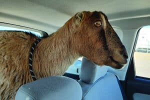 A brown goat with a leash around its neck sitting in the back seat of a car, looking out the window.