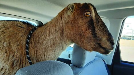A brown goat with a leash around its neck sitting in the back seat of a car, looking out the window.
