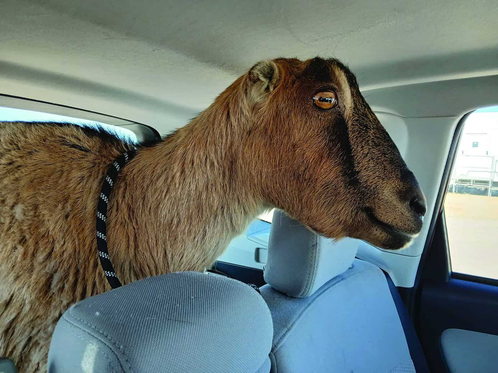 A brown goat with a leash around its neck sitting in the back seat of a car, looking out the window.