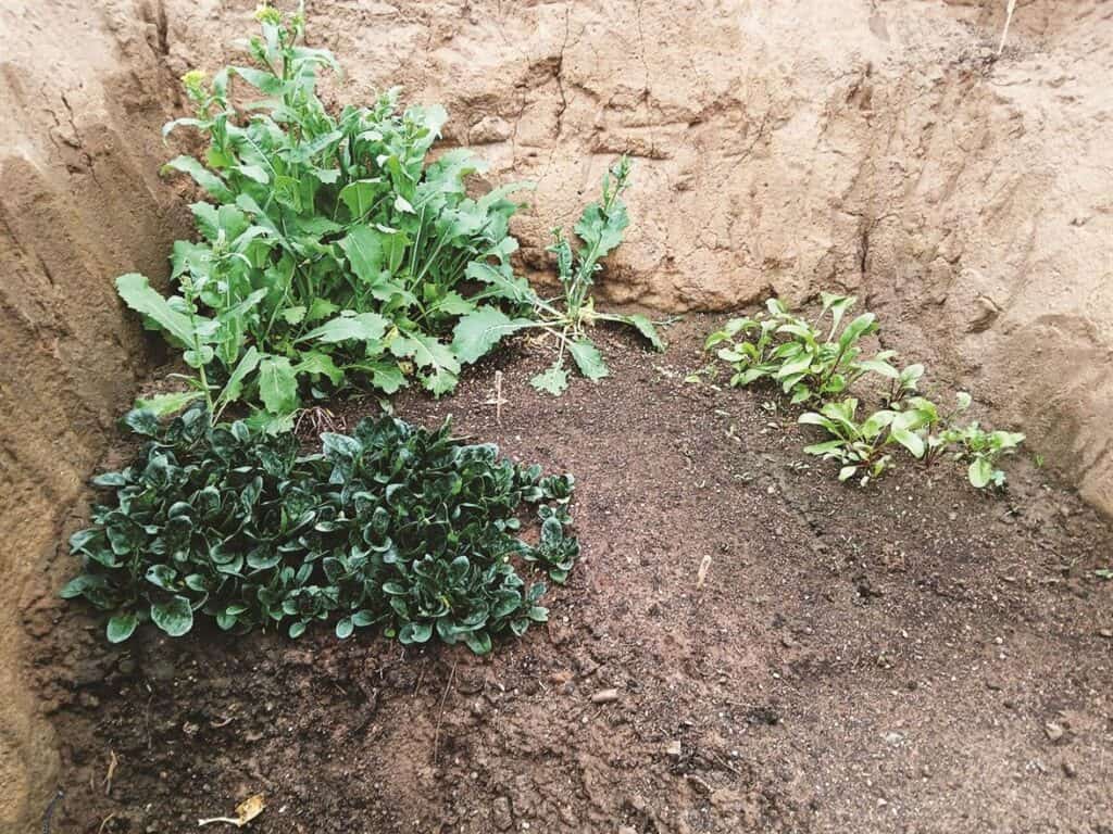 Young plants growing in a soil bed against an earthen wall.