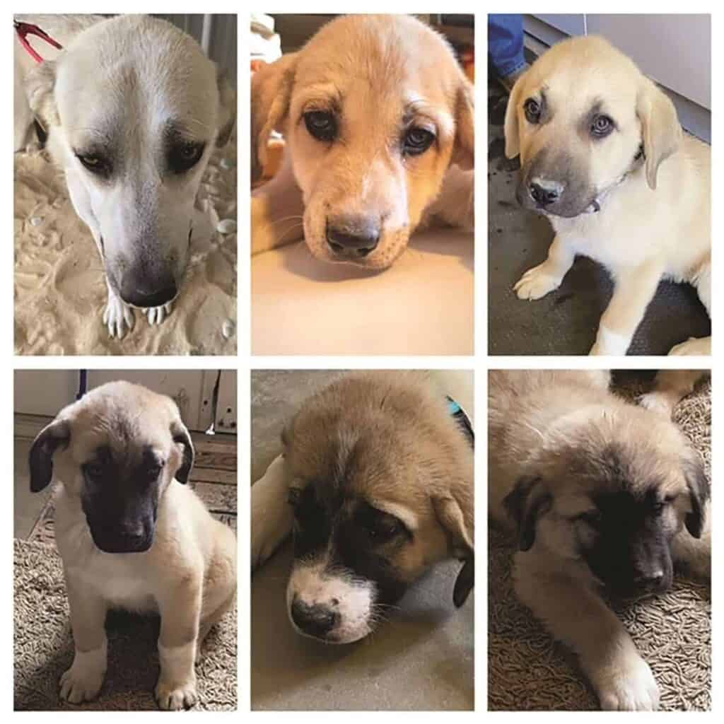 A collage of six photos showing puppies. Each image captures a different puppy in various poses, including sitting, lying down, and gazing at the camera.