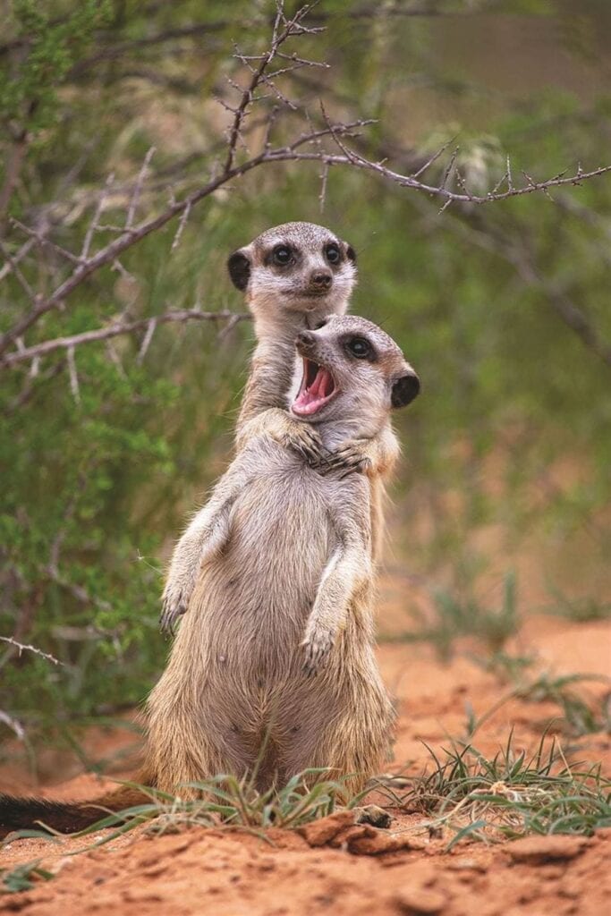 Two meerkats stand on hind legs; one has its mouth open as if vocalizing. Surrounding foliage and sandy ground are visible.