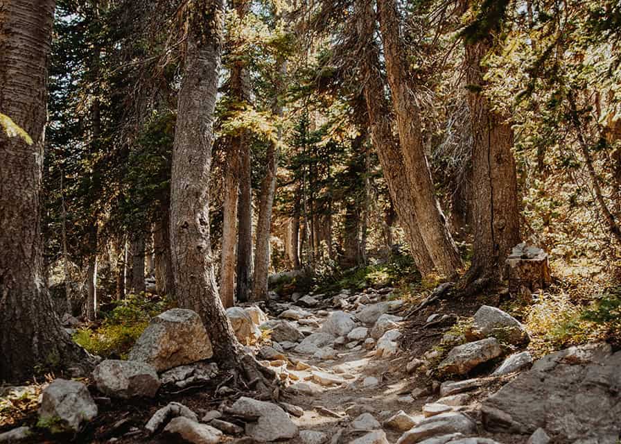A rocky, sunlit forest path surrounded by dense trees and scattered boulders.