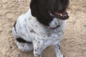 A medium-sized dog with a black head and white, speckled fur sits on a sandy beach, looking up with its mouth open and tongue slightly out.