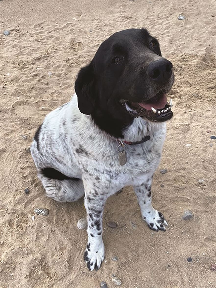 A medium-sized dog with a black head and white, speckled fur sits on a sandy beach, looking up with its mouth open and tongue slightly out.