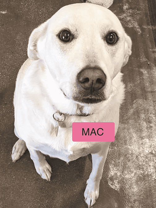 A white dog with a collar and a pink tag labeled "MAC" sits on a brown floor, looking up at the camera.