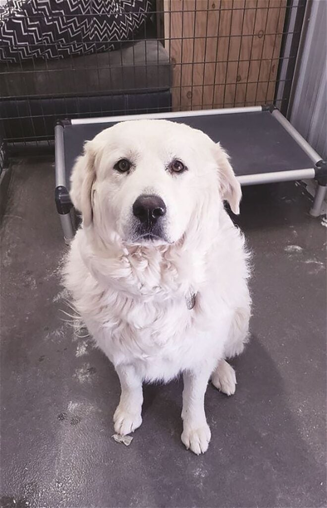 A fluffy white dog with a calm expression sits on a concrete floor in front of an elevated dog bed, surrounded by other furniture and a fenced area.