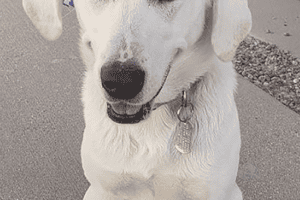 A white dog with a collar sits on the ground holding an orange sign with the name "PEACHES" written on it.