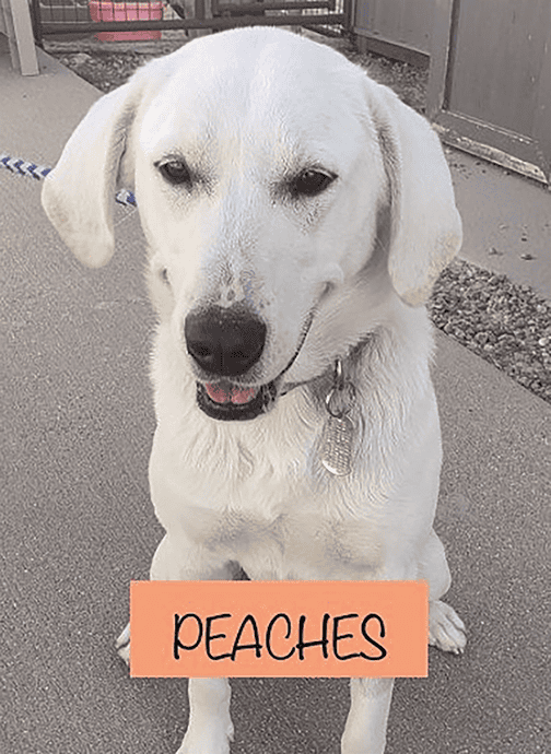 A white dog with a collar sits on the ground holding an orange sign with the name "PEACHES" written on it.