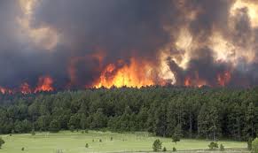 A forest fire burns intensely, with large flames and thick smoke rising above a dense green forest.