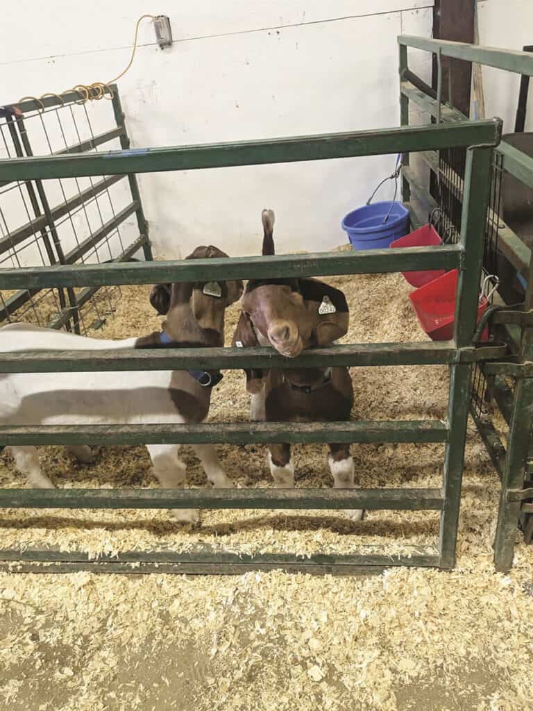 Three goats are inside a metal pen with wood shavings on the ground. Two of the goats are facing the camera, and the pen contains feeding equipment along the back wall.