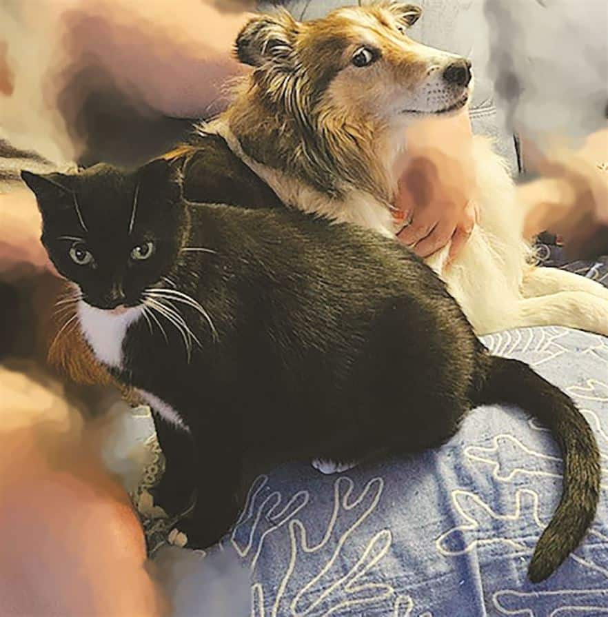 A black and white cat and a brown and white dog sit closely together on a blue cushion with a white coral pattern. Hands are visible petting the dog.