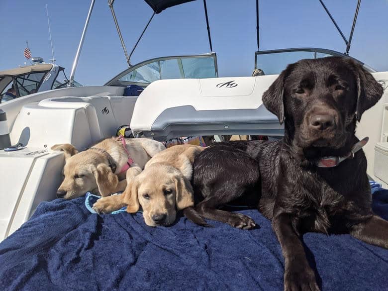 Three dogs resting on a blue towel aboard a boat. Two light-colored dogs are lying down while a darker dog is sitting beside them. The background shows the boat's interior and the sky.