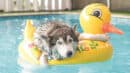 A husky lies on a yellow duck inflatable toy in a swimming pool, looking relaxed with its front paws hanging over the sides.