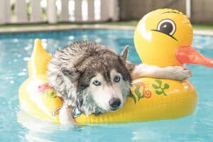 A husky lies on a yellow duck inflatable toy in a swimming pool, looking relaxed with its front paws hanging over the sides.