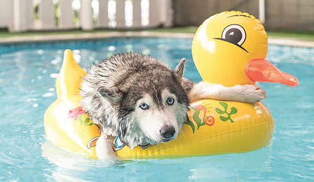 A husky lies on a yellow duck inflatable toy in a swimming pool, looking relaxed with its front paws hanging over the sides.