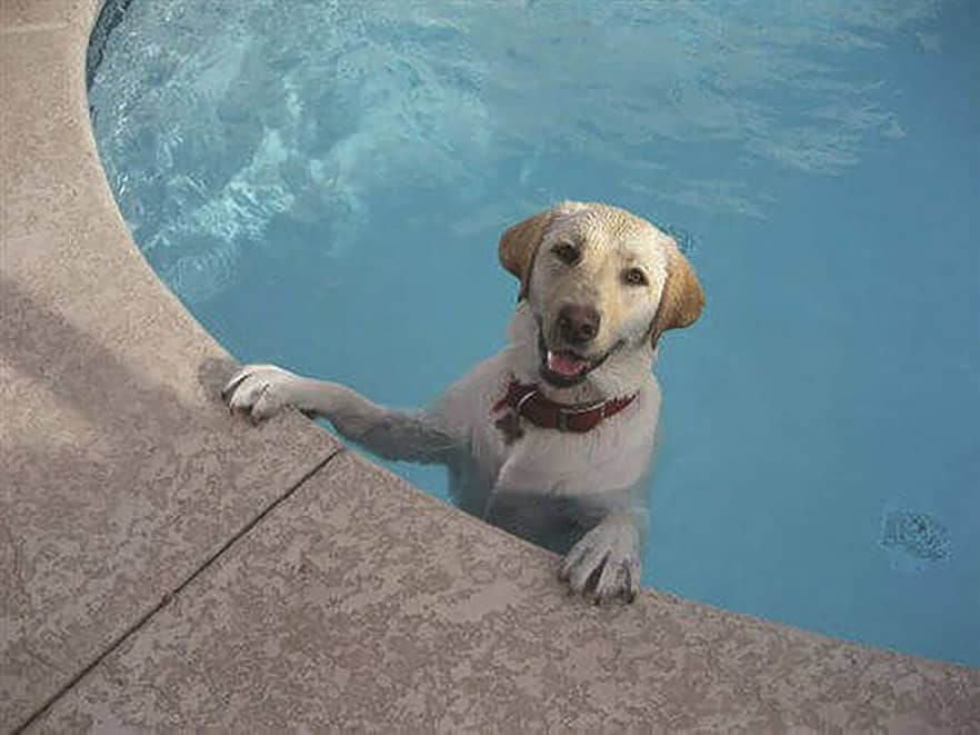 A dog with a red collar is standing with its front paws on the edge of a swimming pool, looking up with its mouth open.