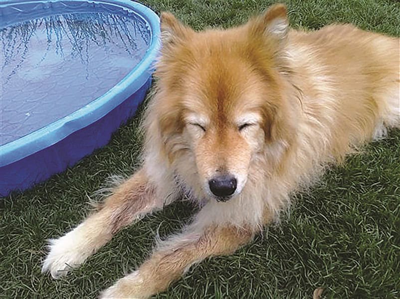 A fluffy, medium-sized dog with closed eyes lies on grass beside a blue kiddie pool.