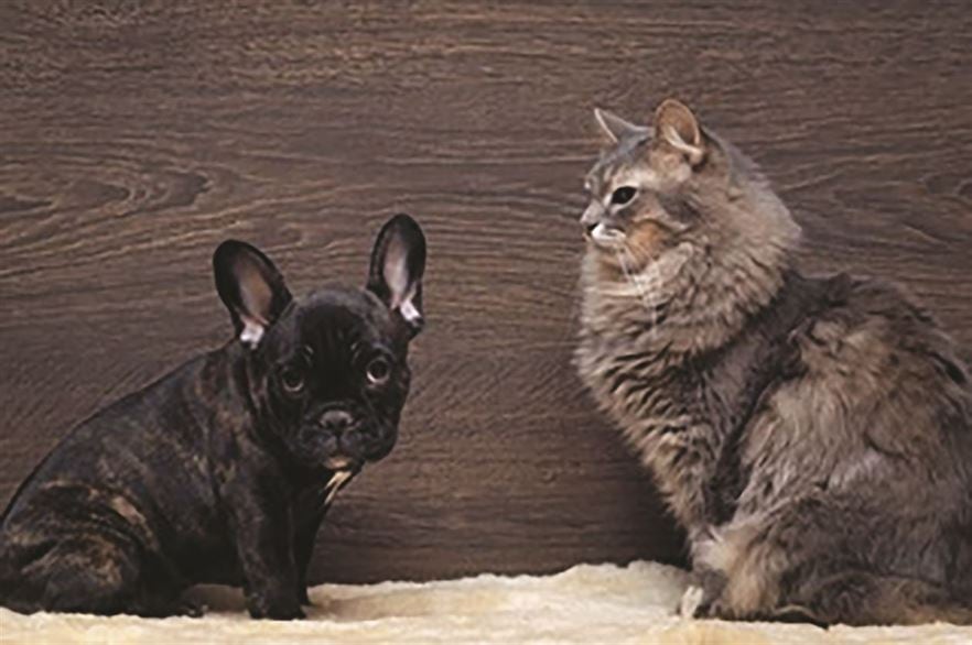 A small dark-colored French Bulldog sits on the left and a medium-sized long-haired gray cat sits on the right against a wooden background.