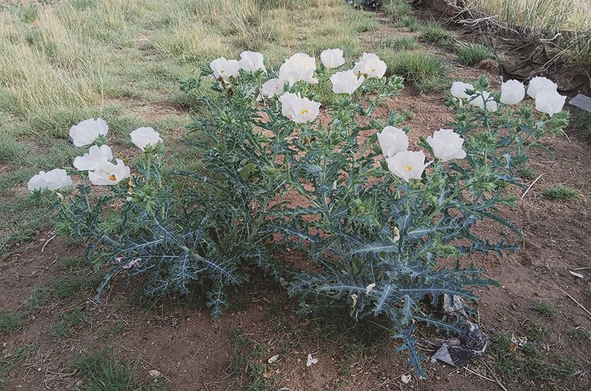 A flowering plant with white blooms and thorny leaves grows in a semi-arid environment. Grassy and rocky terrain is visible in the background.