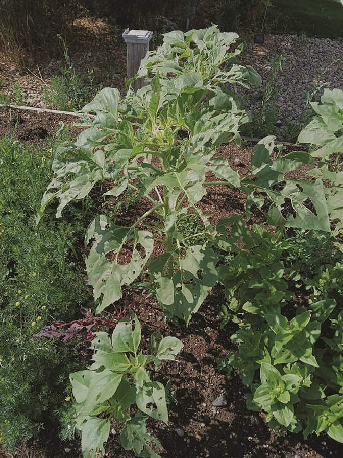 A tall green plant with broad leaves and some holes grows in a garden bed with surrounding greenery and pebbles in the background.