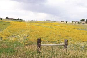 A field with tall grass and blooming yellow wildflowers, bordered by a simple wooden fence under a cloudy sky. Houses and trees are visible in the distant background.