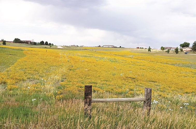 A field with tall grass and blooming yellow wildflowers, bordered by a simple wooden fence under a cloudy sky. Houses and trees are visible in the distant background.