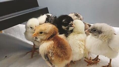 A group of nine chick hatchlings of various colors huddled together on a white surface under a heat lamp.