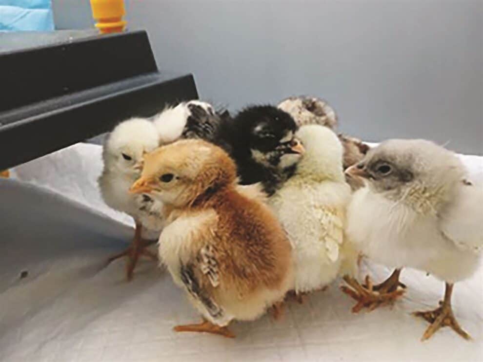 A group of nine chick hatchlings of various colors huddled together on a white surface under a heat lamp.