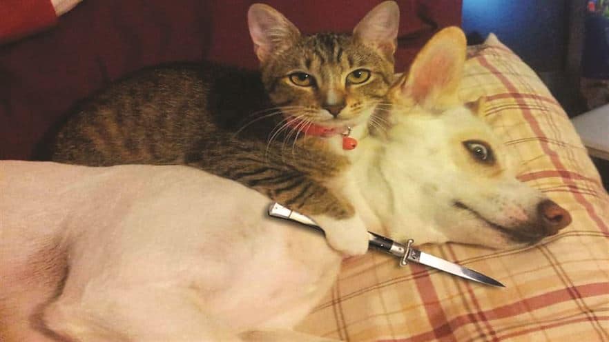 A cat is lying on a dog while holding a knife in its paws. The dog is calm and lying on a plaid pillow.