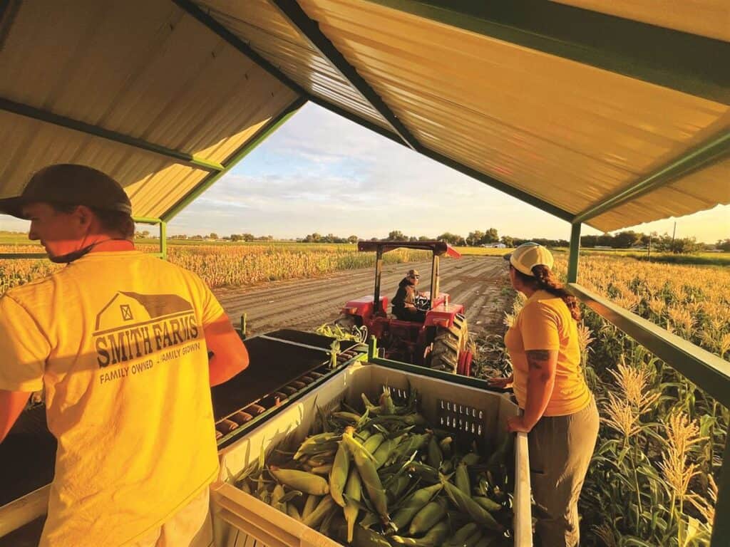 People wearing Smith Farms attire collect harvested corn in a covered area, while a person operates a red tractor in the nearby field under a setting sun.