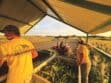 People wearing Smith Farms attire collect harvested corn in a covered area, while a person operates a red tractor in the nearby field under a setting sun.