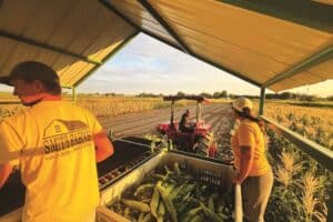 People wearing Smith Farms attire collect harvested corn in a covered area, while a person operates a red tractor in the nearby field under a setting sun.