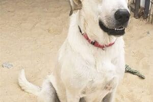 A large, white dog with a red collar sits on sand in an enclosed area. A pink label above reads "Margo.