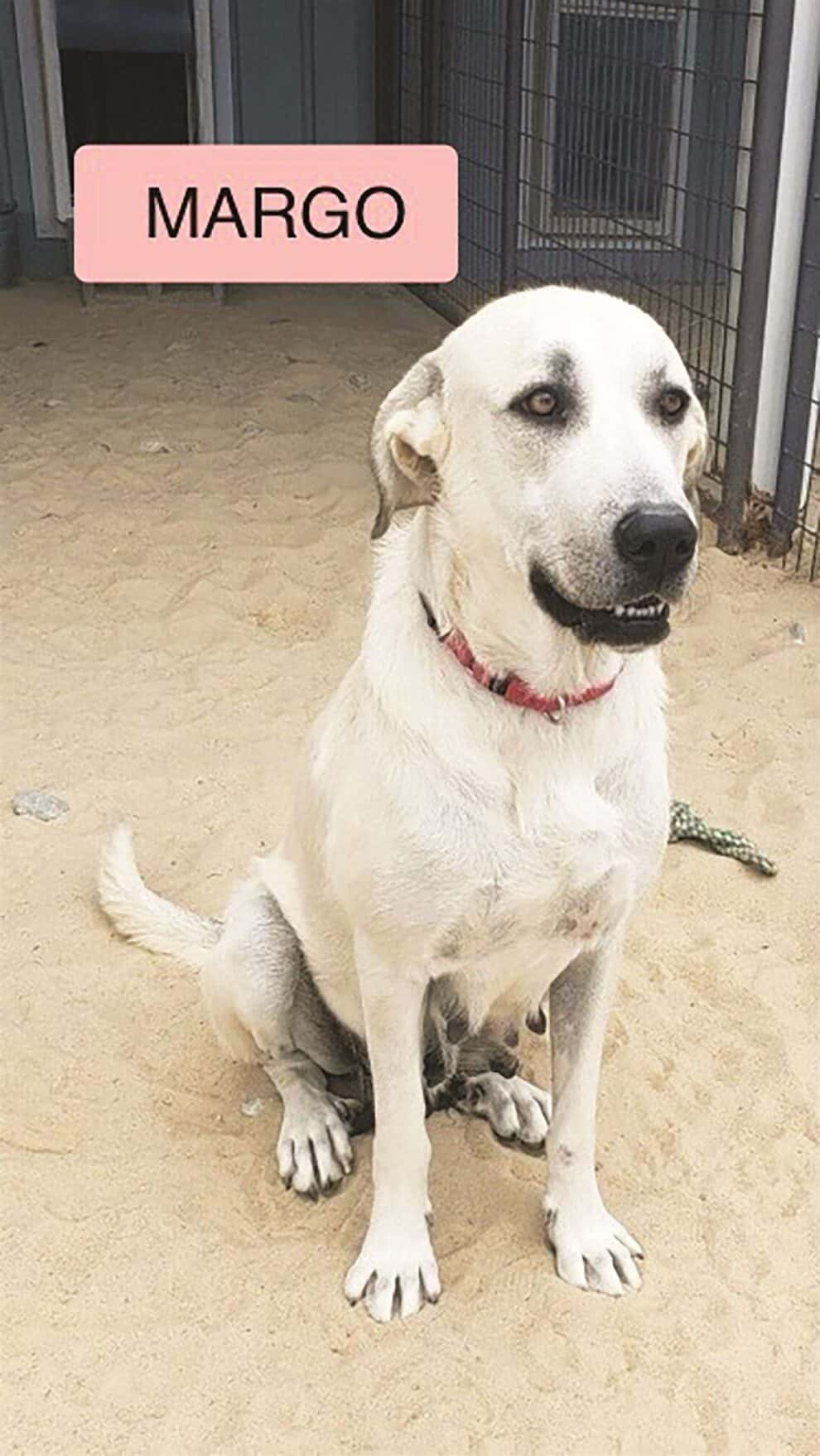 A large, white dog with a red collar sits on sand in an enclosed area. A pink label above reads "Margo.