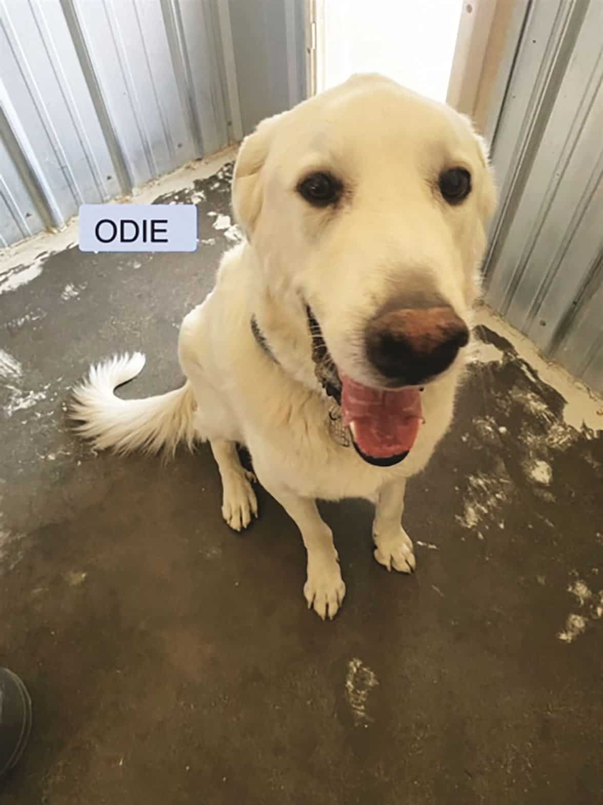 A white dog with a label saying "ODIE" sits on a concrete floor inside a building, panting and looking at the camera.