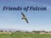 A falcon flies over a green landscape with mountains in the background and buildings in the distance. The text "Friends of Falcon" appears at the top.
