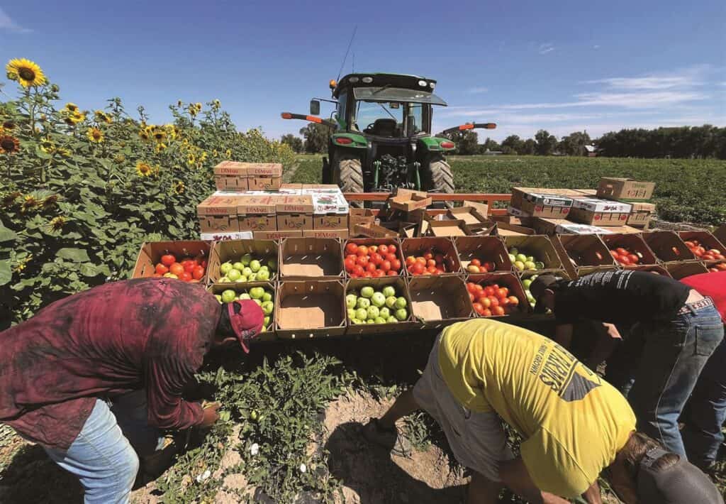 Workers picking vegetables in a field with a tractor and boxes of produce, including tomatoes and peppers, under a clear sky with sunflowers nearby.