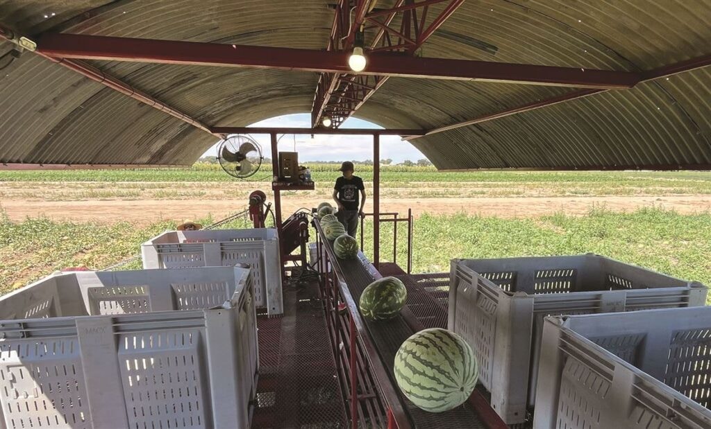 Watermelons move along a conveyor belt in an open-air shelter with a worker in the background, surrounded by empty crates on a farm.