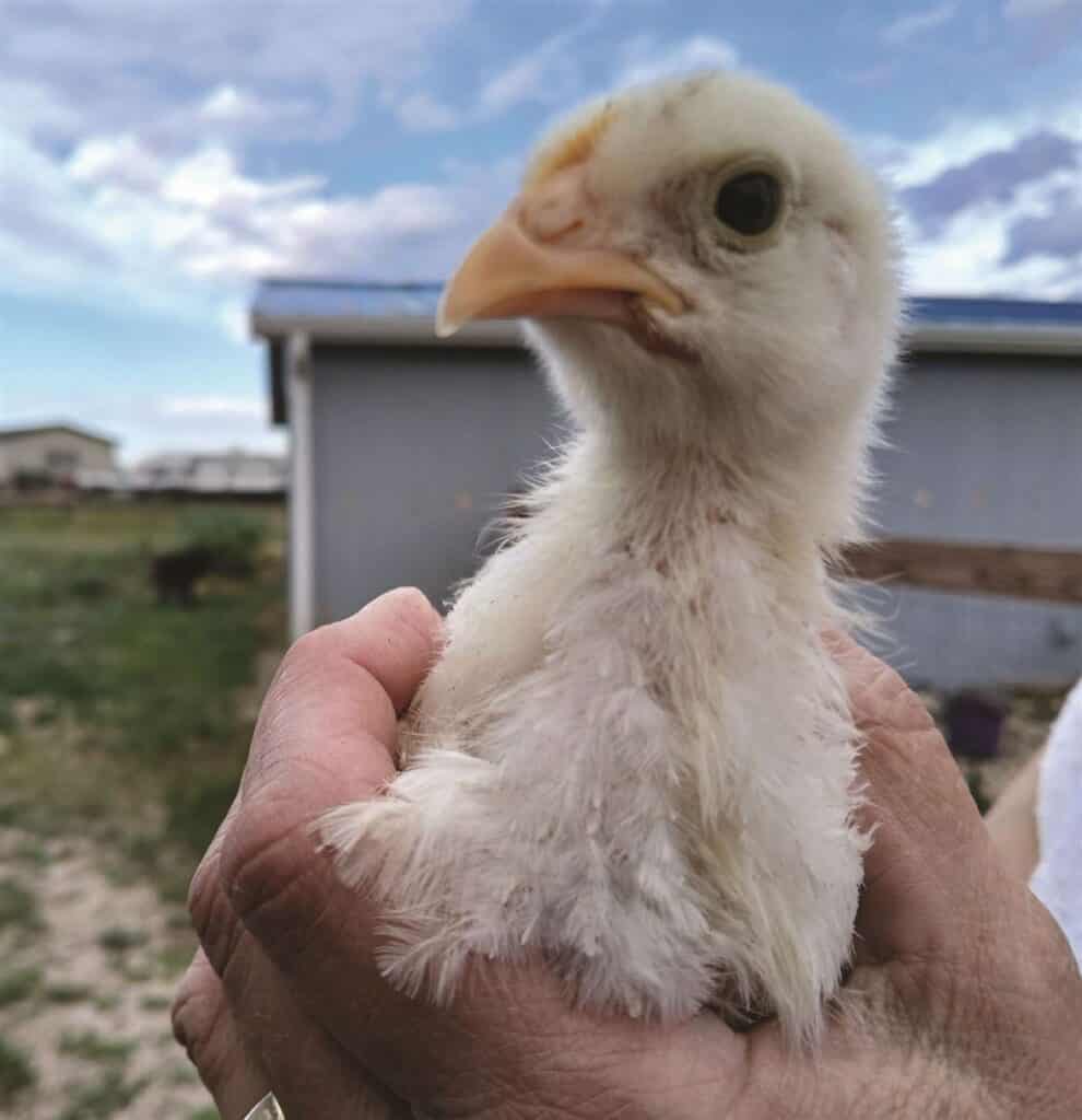 A person holds a small white chick outside. A building and grassy area are visible in the background under a partly cloudy sky.