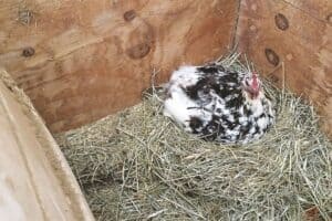 A black and white hen is sitting in a wooden nesting box filled with hay.