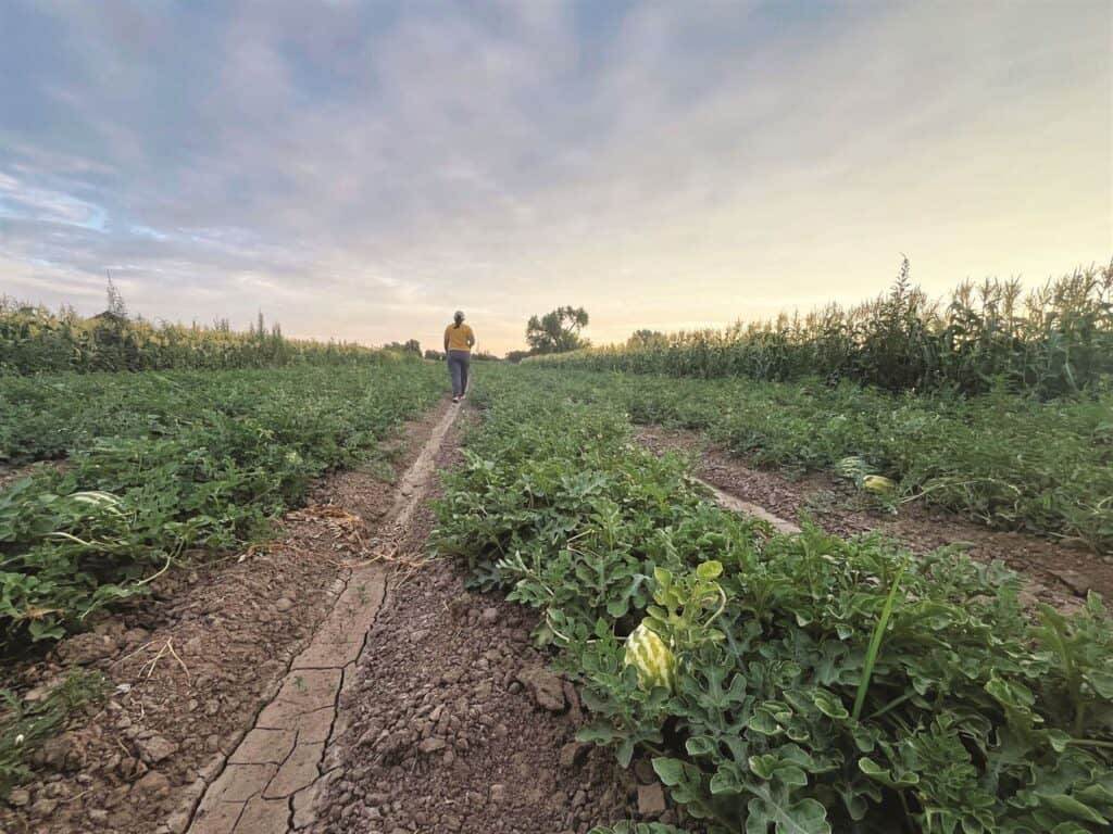 Person walking through rows of watermelon plants in a large field under a cloudy sky during sunset.