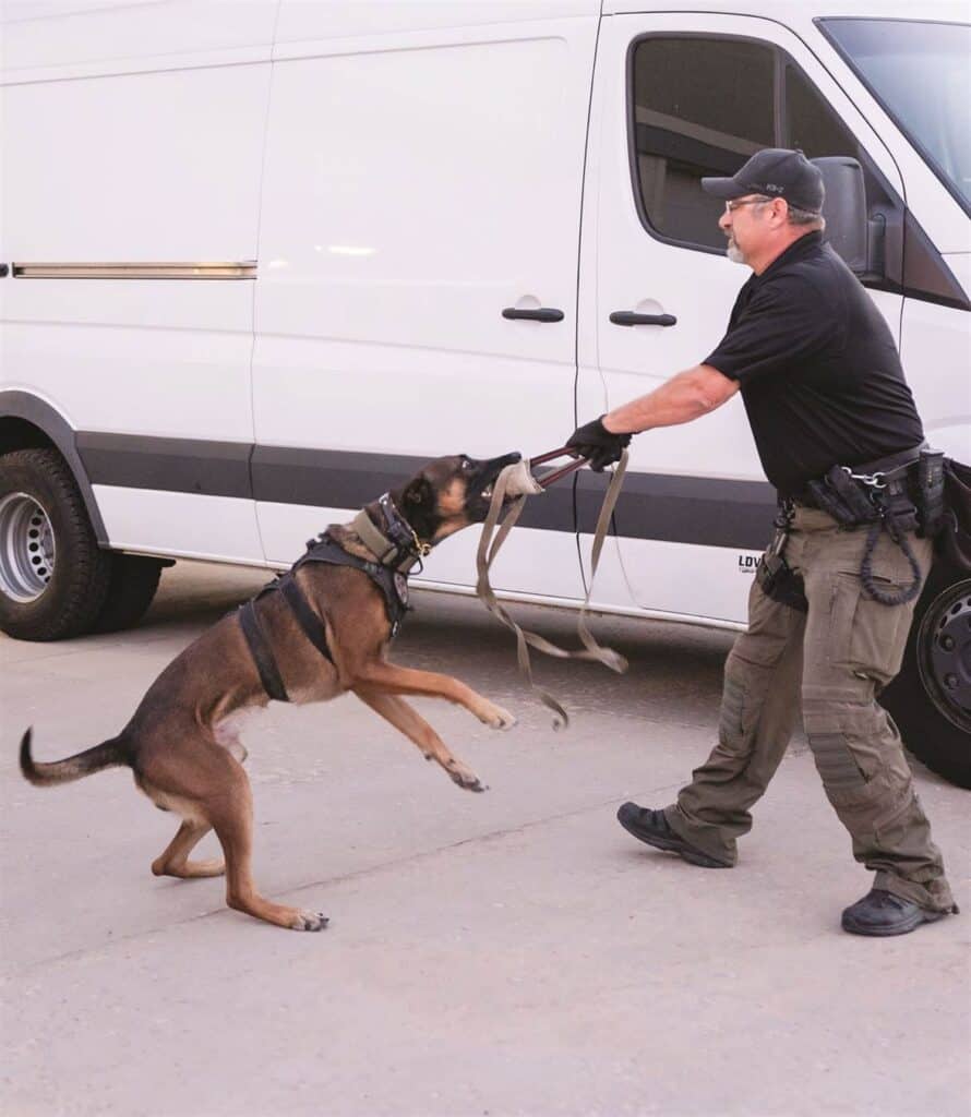 A man in tactical gear trains a dog by playing tug-of-war with a piece of fabric in front of a white van.