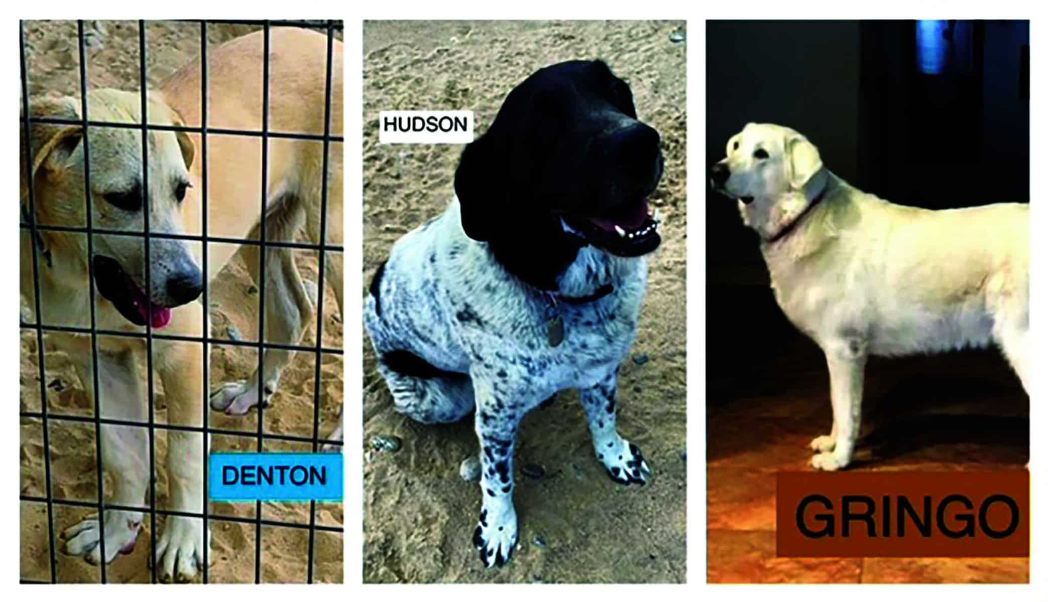 Three dogs: one behind a fence labeled "Denton," a black and white dog sitting labeled "Hudson," and a standing light-colored dog labeled "Gringo.