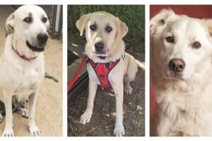 Three dogs sitting and looking at the camera. The first dog wears a red collar, the middle dog has a red harness, and the last dog has fluffy fur and a light background.