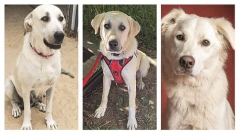 Three dogs sitting and looking at the camera. The first dog wears a red collar, the middle dog has a red harness, and the last dog has fluffy fur and a light background.