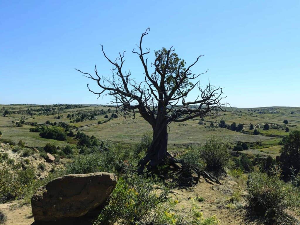 A solitary, leafless tree stands on a grassy hill under a clear blue sky, with rocky terrain and shrubs in the background.