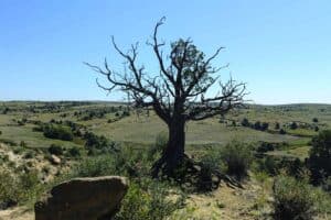 A solitary, leafless tree stands on a grassy hill under a clear blue sky, with rocky terrain and shrubs in the background.