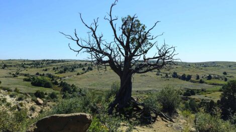 A solitary, leafless tree stands on a grassy hill under a clear blue sky, with rocky terrain and shrubs in the background.